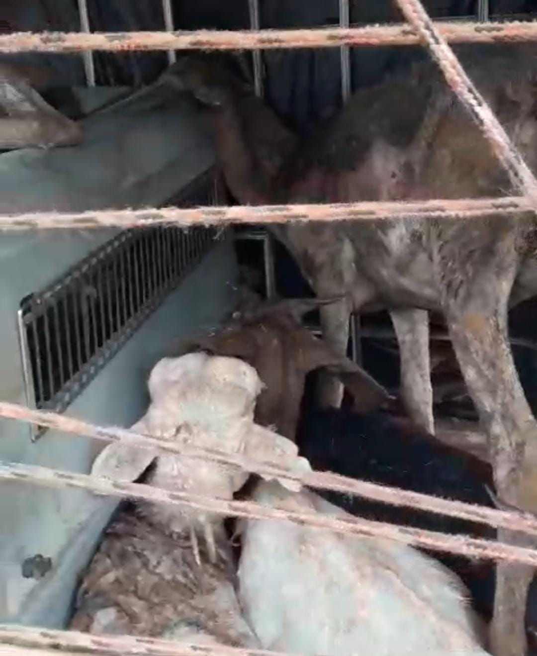 WhatsApp Image 2023-12-10 at 11.17.48 (1).jpeg