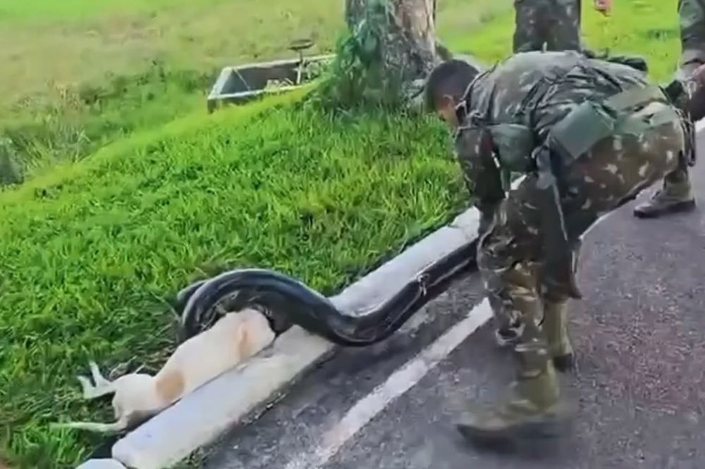 Final Feliz!: Cachorro é salvo após ser capturado por sucuri na Amazônia