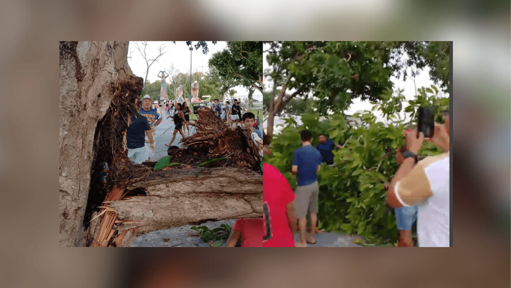 Após fortes chuvas, árvore cai na praça Jaci Barata