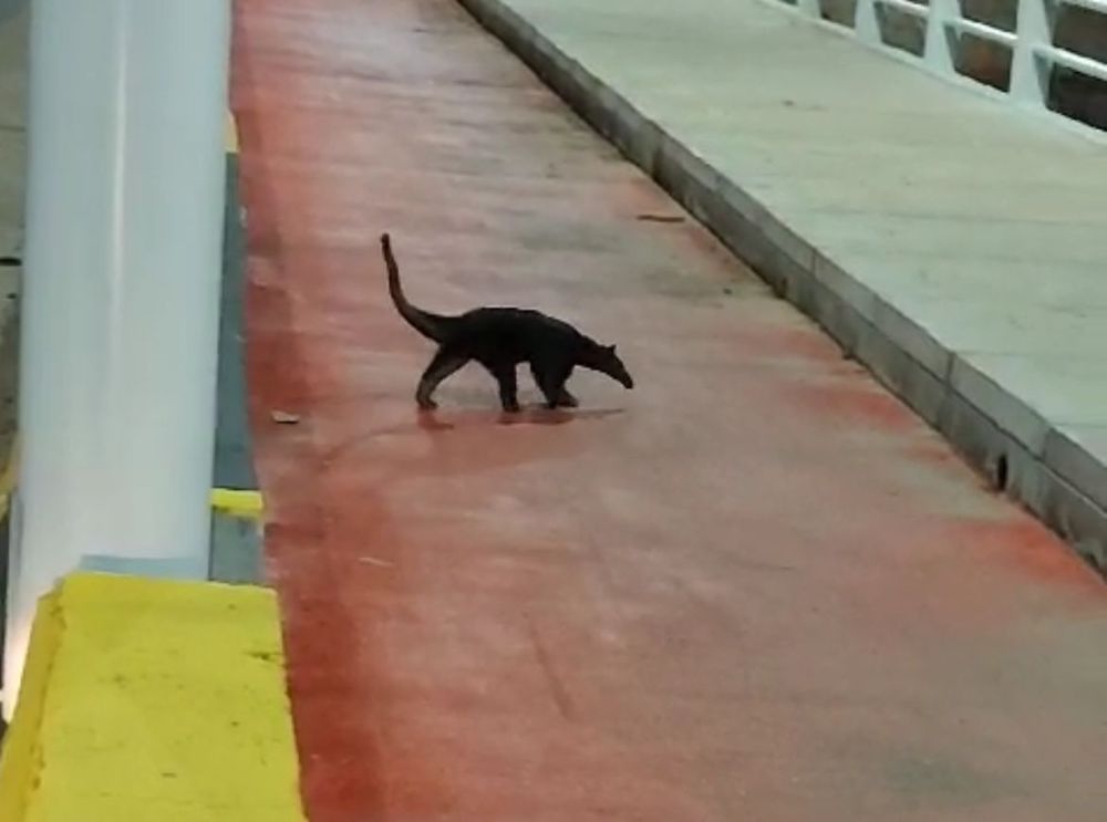 Tamanduá é flagrado passeando na ponte Sérgio Arruda, em Macapá