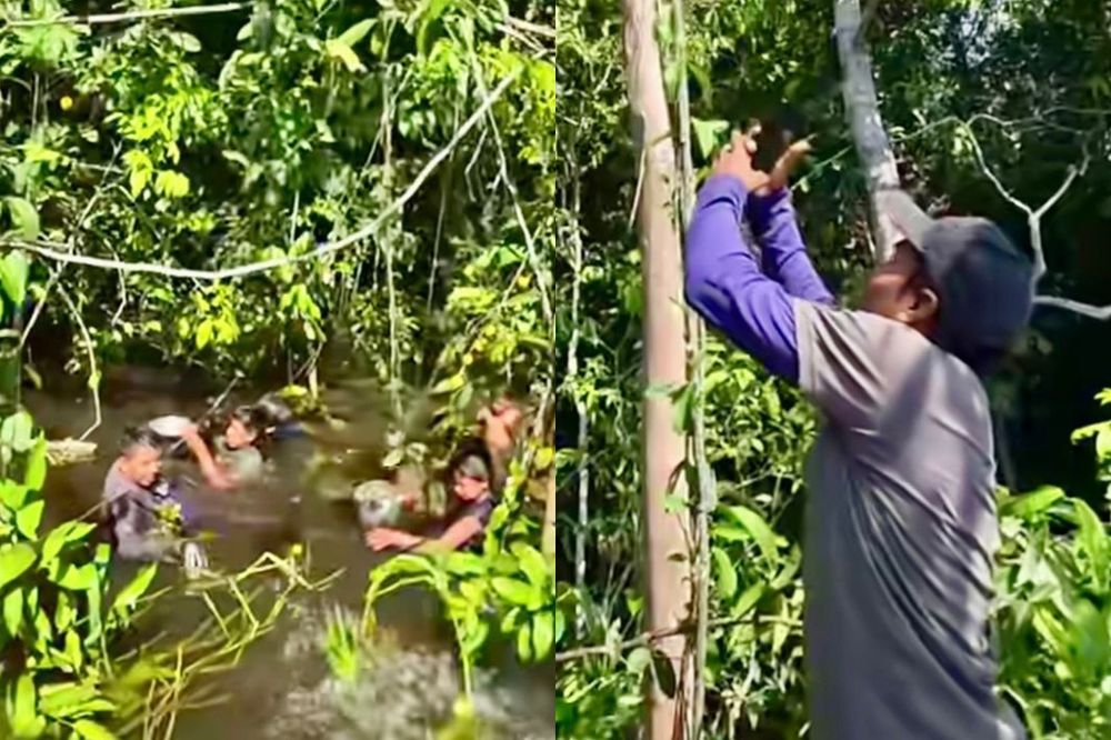 Colheita Diferente!: Jovens mergulham para apanhar bacuri direto ‘do pé’