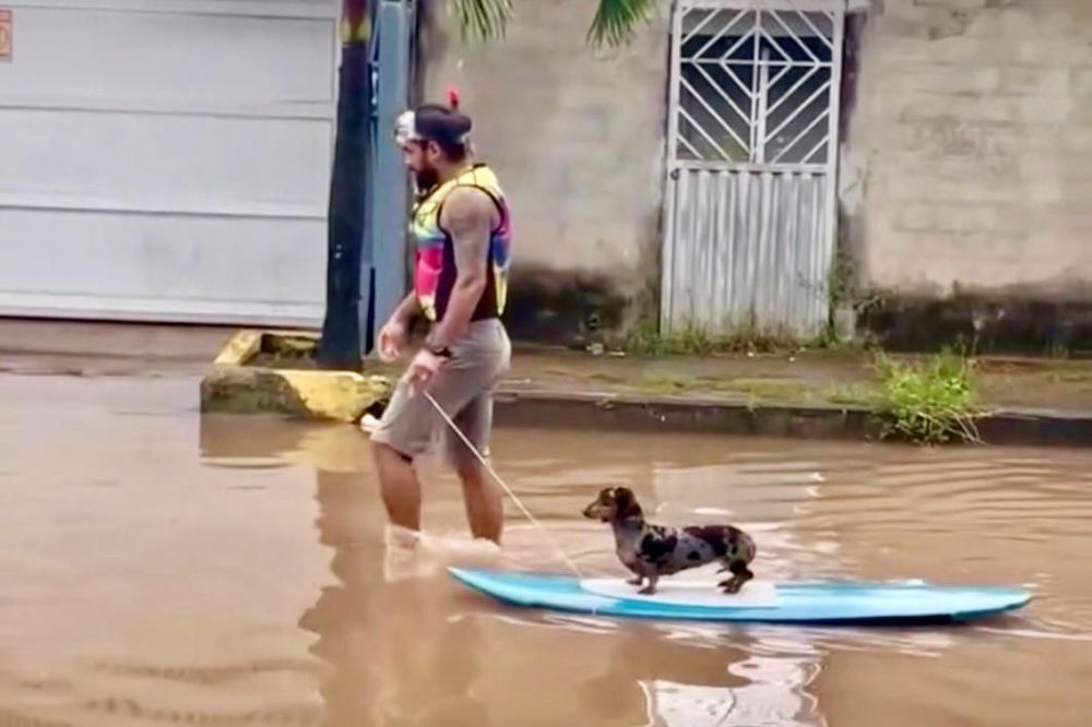 Doguinho Aquático?: Pet prática esporte radical em rua alagada em Macapá
