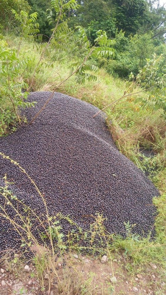 Grande quantidade de açaí é jogada em ramal na Zona Sul de Macapá