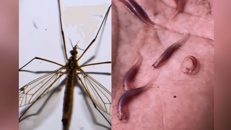 Você tem medo?: Biólogo famoso fala sobre perigos da floresta: ‘candiru, piranha e carapanã’