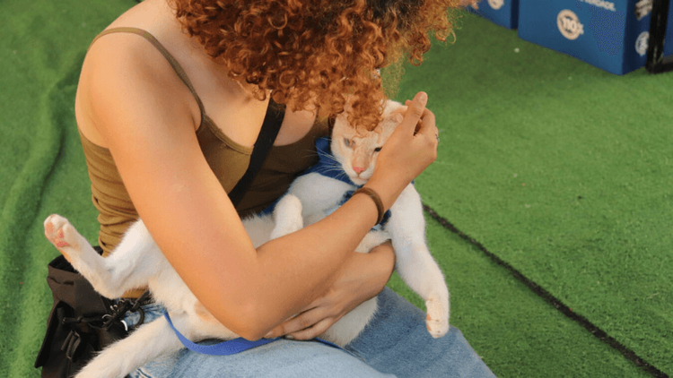 Amor em dose dupla: Feira de adoção reúne pets em busca de um novo lar em Macapá