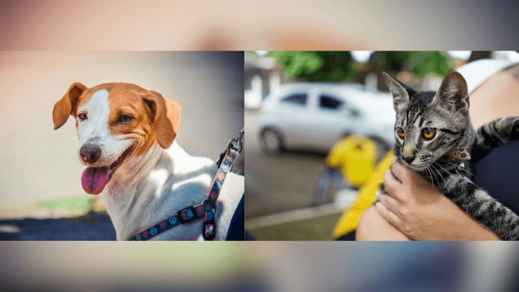 Proteção pro seu pet: Vacina antirrábica atende cães e gatos no Beirol, em Macapá
