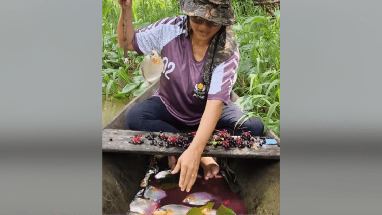 Segredo da pescaria?: Pacus se rendem às ‘violetas’ e canoa fica cheia