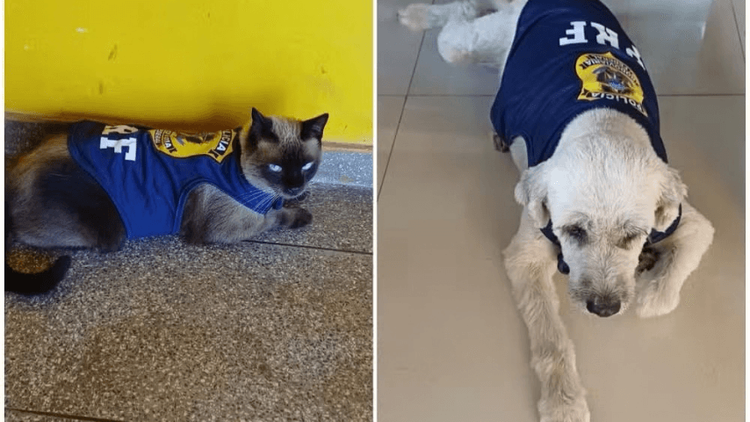 Dupla de respeito: Inspetorzinho e Inspetorinha viram mascotes da PRF no Amapá