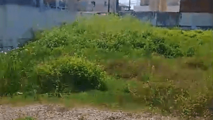 Descaso?: Mato alto em escola municipal preocupa pais e responsáveis no bairro Araxá