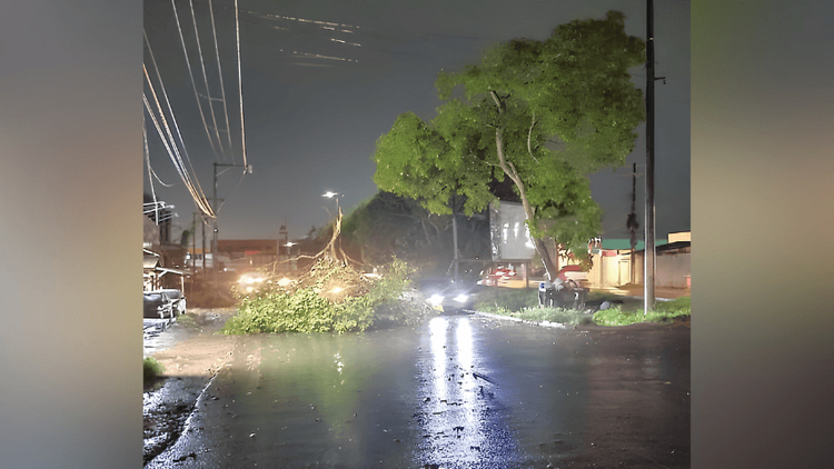  Temporal: Forte ventania provoca queda de árvores e destelha casas em Santana