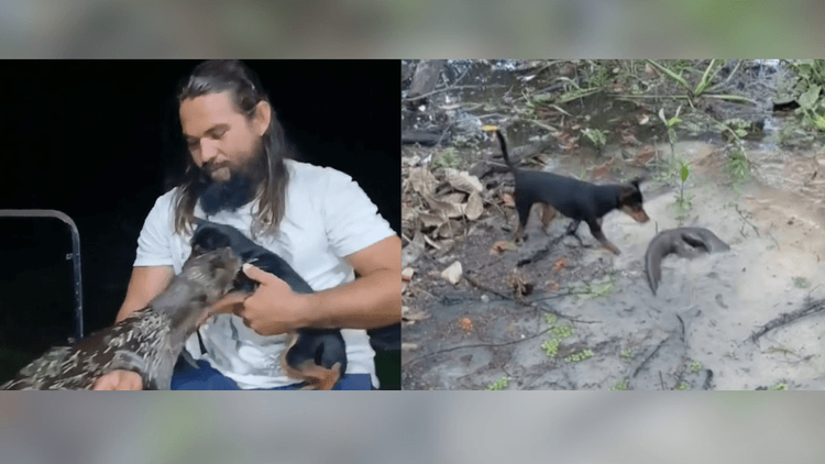 Amizade improvável: Ribeirinho mostra rotina de parceria com cadelinha e lontra: 'juntos pra todo lado'