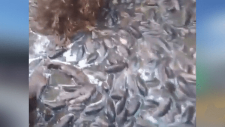 Cadê a chuva?: Estiagem agravada pelo El Niño seca rio e provoca sumiço de peixes no Bailique