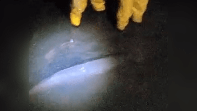 Final feliz!: Mamãe e filhote de boto voltam à natureza depois de encalharem na orla de Macapá