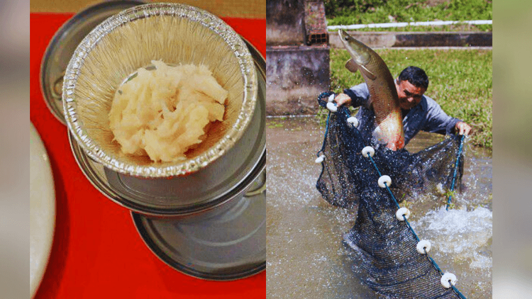 Pirarucu na lata: Empresa lança peixe amazônico em conserva. Você comeria?