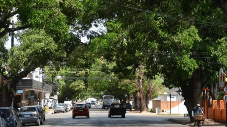 Mais sombra: Arquiteto busca aprovação de lei para conter cortes de árvores em Macapá