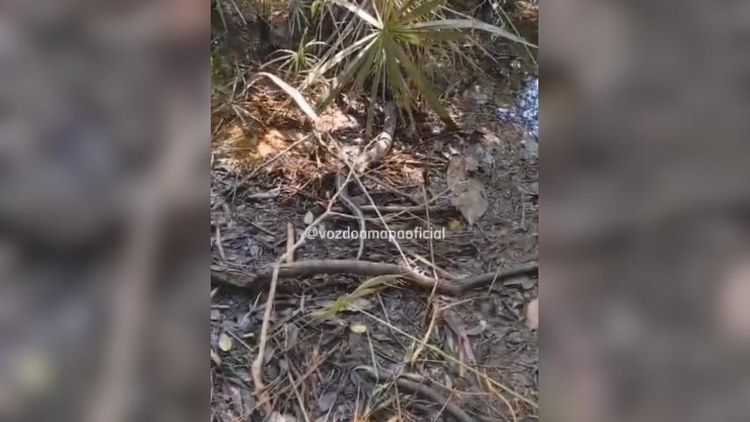 Que susto! Morador do Zerão encontra sucuri enrolada no motor do carro