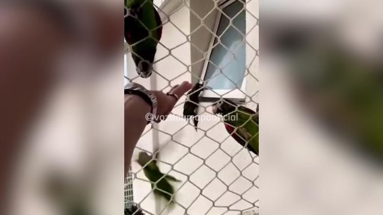 Banquete na janela: Papagaio aprova lanchinho e convida turma para curtir a resenha