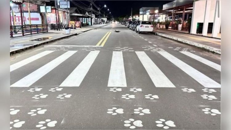 Patinhas na pista! Primeira ‘faixa pet’ do Norte do Brasil é inaugurada, em Macapá