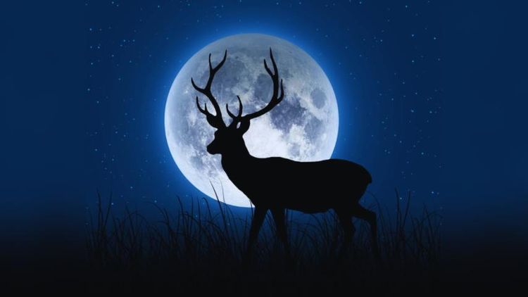 Lua de Veado: Fenômeno aparece no céu do nesta quinta, 10. Veja como observar