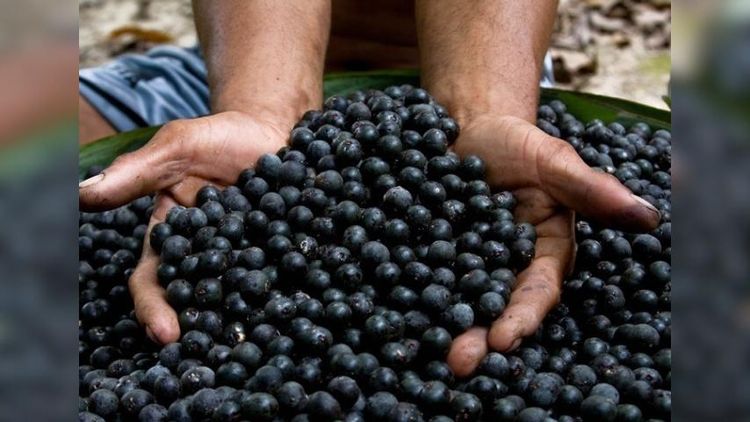 Sobrou pro açaí: 'Pretinho' da Amazônia fica fora da lista de isenções e será taxado em 50% nos EUA