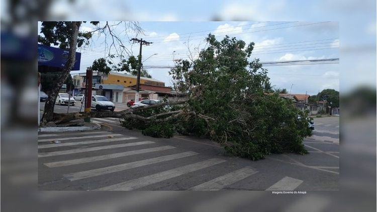 Árvore cai, assusta moradores e atrapalha o trânsito em rua movimentada de Santana