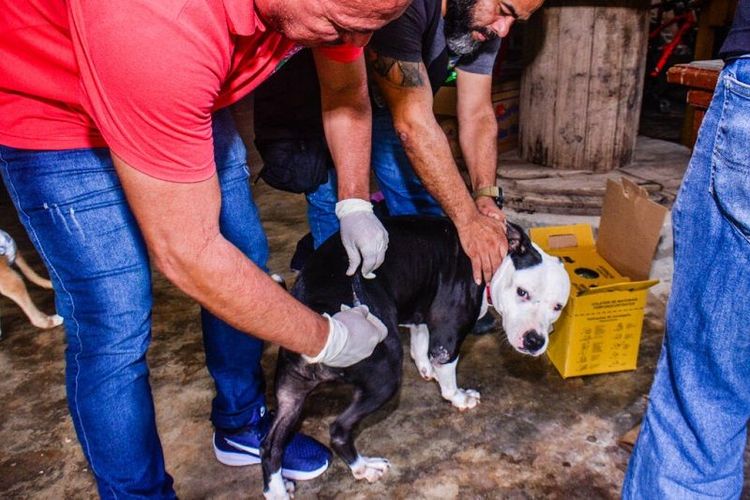 Cuidados: Cães e gatos recebem vacinação em postos itinerantes na Zona Norte