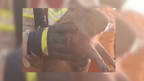 Animais são resgatados no meio do fogo por bombeiros militares