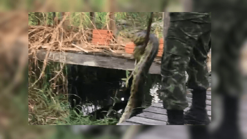 Sucuri assusta moradores de bairro da Zona Sul de Macapá
