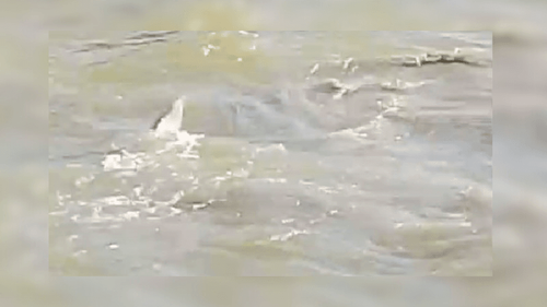 Balé da natureza: Botos em ação de caça promovem espetáculo na orla de Macapá