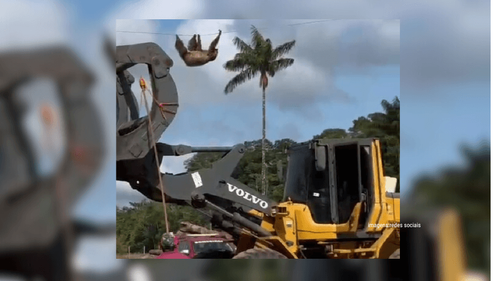 Bicho-preguiça faz "rapel" em madeireira, é resgatada e devolvida à floresta
