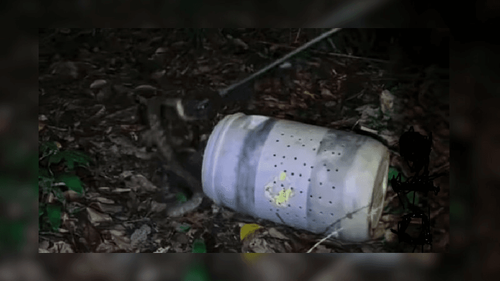 Macapá: Jararaca assusta moradores em casa no bairro Santa Rita