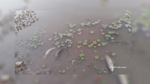 Alta temperatura: Falta de chuvas seca igarapés e mata peixes no interior do Amapá