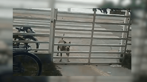 Pitbull aterroriza pacientes de UBS, em Macapá