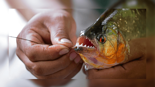 Perigo: Piranhas assustam banhistas em Macapá
