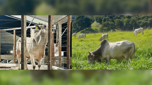 Fazenda referência em genética animal vai levar 100 bovinos para a 54ª Expofeira do AP