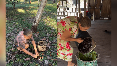 Segredos da floresta: Ribeirinha ensina a produzir poderoso óleo de andiroba