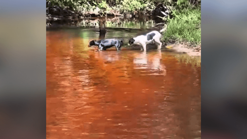 Um sol para cada um: Doguinhos se refrescam em igarapé para escapar do calor no Amapá