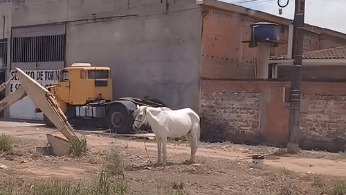 Rodovia do Curiaú: Cavalo sob calor forte gera comoção de moradores: 'No sol quente!'