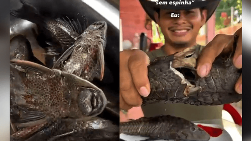 Bodó de lei!: Ribeirinho mostra preparo raiz de peixe ‘cascudo’. Você comeria?