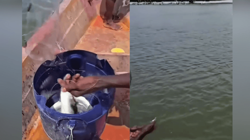 Pesca com trigo?: Homem ensina novo método para fisgar peixões: ‘já vem empanado!’