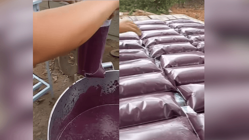 'Roxinho' raiz?: Ribeirinha viraliza ao mostrar produção de açaí no interior da Amazônia