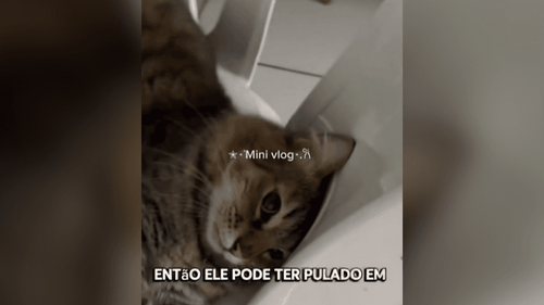 Cadê Gilberto?: Gato torcedor do Corinthians foge de casa escondido no carro da família