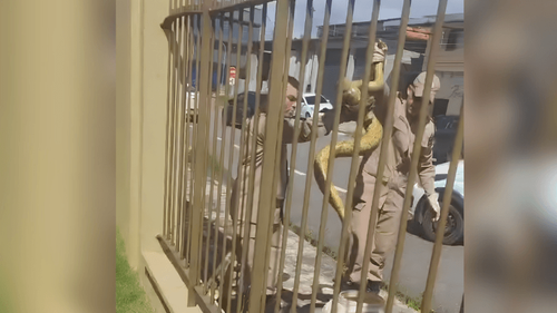 Cobra Sofia salva: Bombeiros do AP resgatam sucuri com quase 3 metros em bairro de Macapá