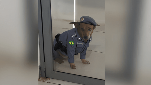 Coronel ‘Caramelo’?: No AP, doguinho conquista batalhão e ganha farda: ‘AUtoridade’