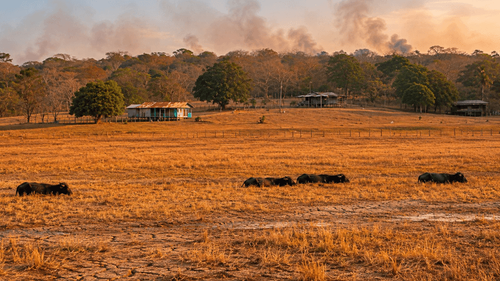 El Niño: Amapá terá 2º semestre mais seco e com queda no nível dos rios, aponta Defesa Civil