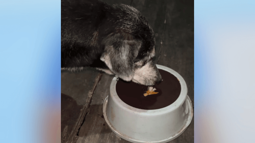 No norte é assim: Influencer mostra alimentação de doguinhos com ‘roxinho’ e frango: ‘senti inveja’