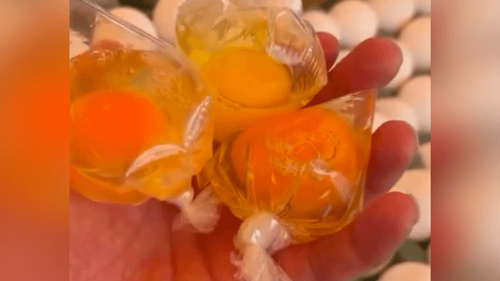 Mais prático?: Feira oferece ovos descascados e divide opinião de internautas