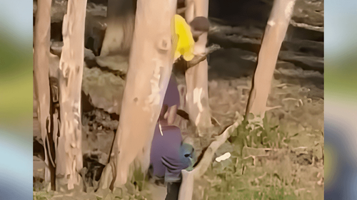 Pode isso?: Flagrante de árvore sendo cortada na orla de Macapá gera alerta ambiental