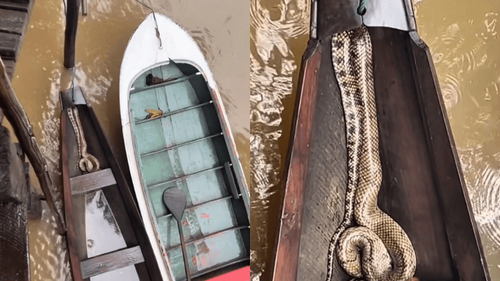 Surpresa: Cobra Sofia aparece em canoa de ribeirinha: ‘Tem coragem de entrar?’