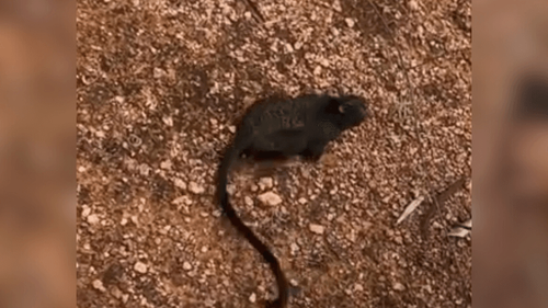 Liberdade: Macaquinho resgatado é solto na área de mata no Curiaú, em Macapá
